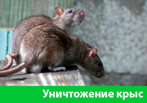 Уничтожение крыс в городе Обь