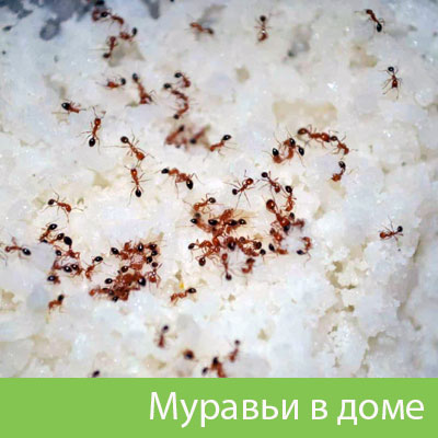 Муравьи в доме в Оби