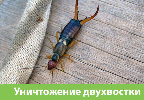 Уничтожение двухвостки в городе Обь