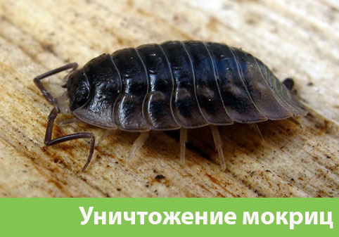 Мокрицы в квартире в городе Обь