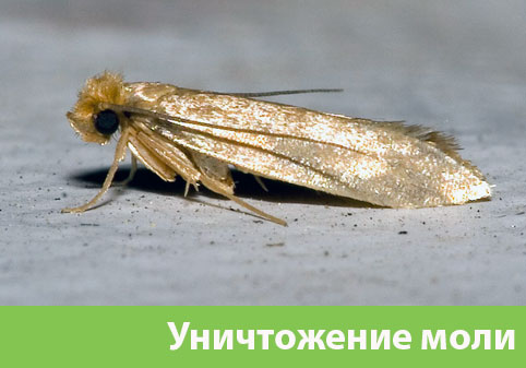Уничтожение моли в городе Обь 