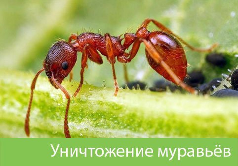 Уничтожение муравьёв в городе Обь