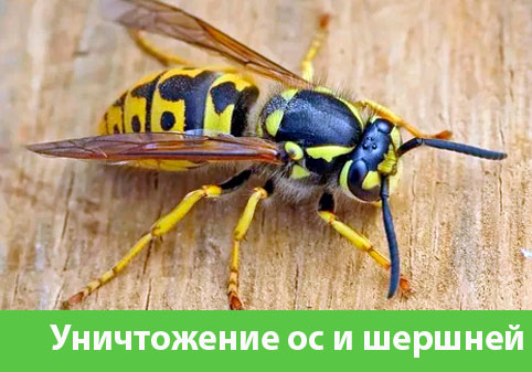 Уничтожение ос и шершней в городе Обь
